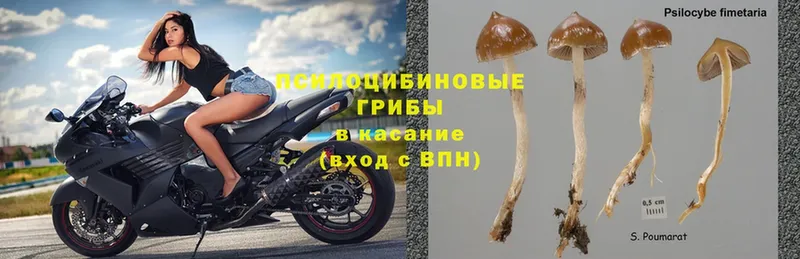 цена   Кимры  Галлюциногенные грибы Cubensis 